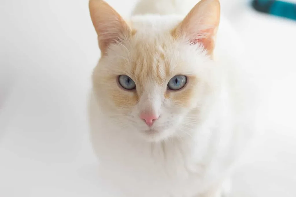 Albino cat | catplanning.com