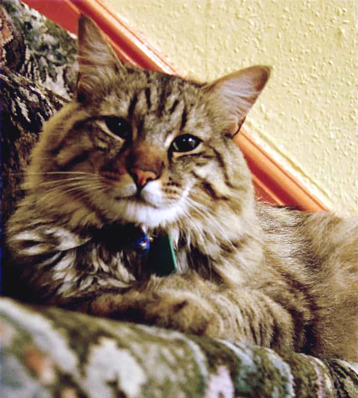 American Bobtail cat | catplanning.com