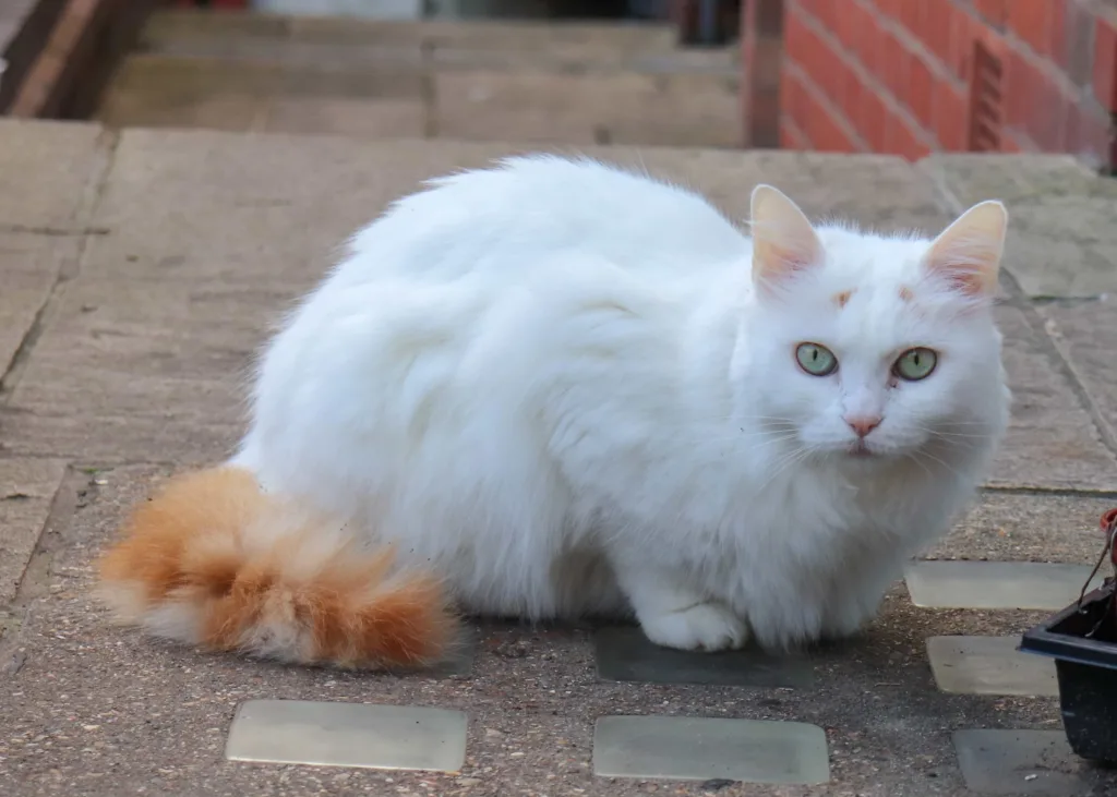 Health and problems of Albino cat
 | catplanning.com