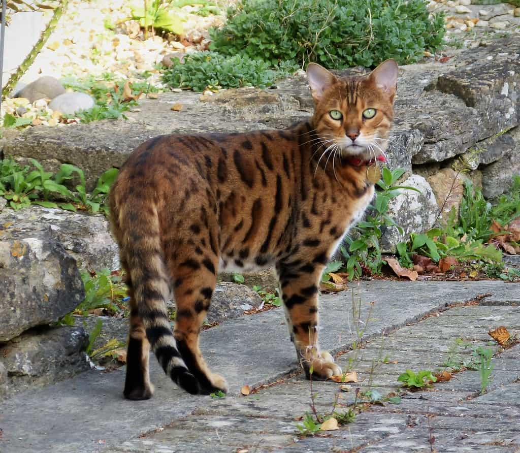 Asian Leopard cat | catplanning.com