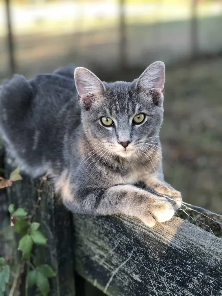 Barn cat | catplanning.com