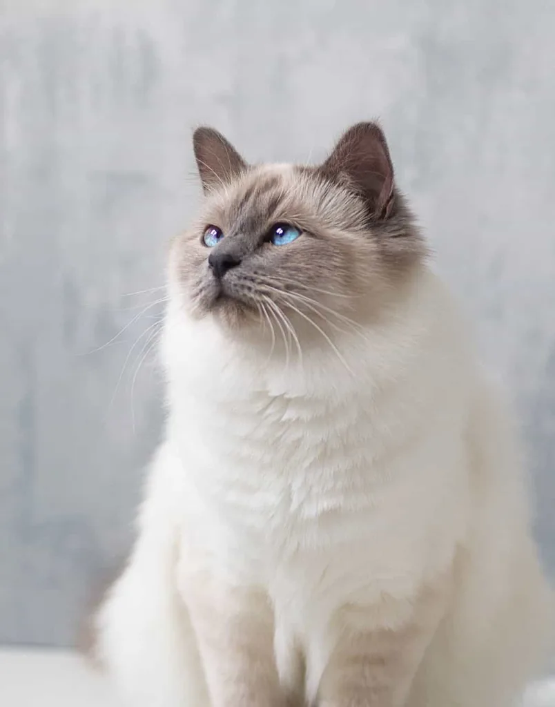 Birman cat | catplanning.com