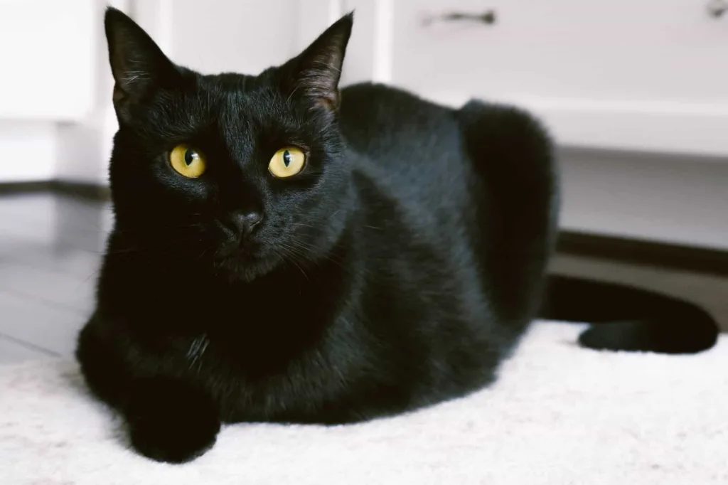 Bombay cat | catplanning.com