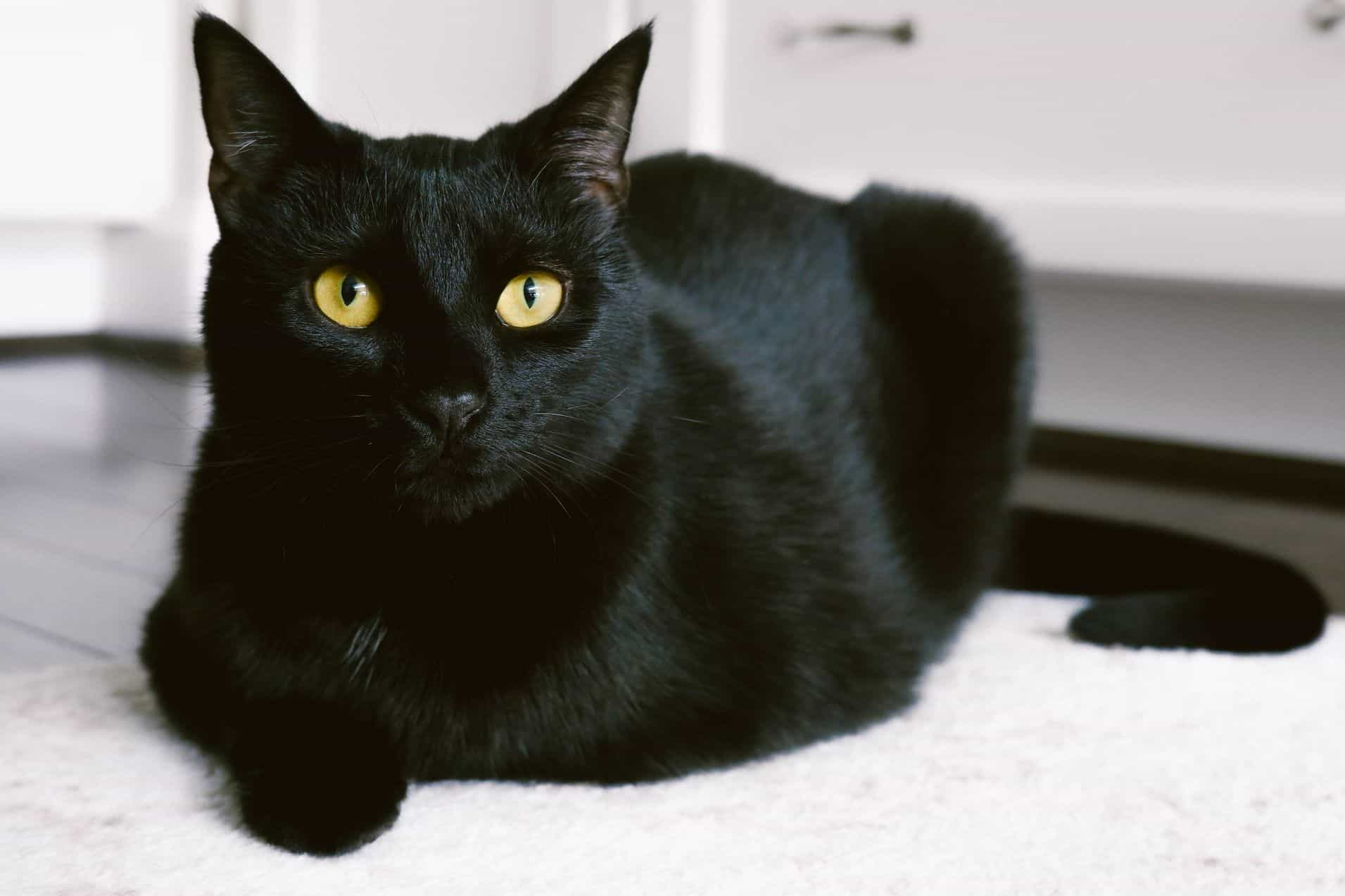 Discover Bombay Cat Breed Information And Characteristics Now