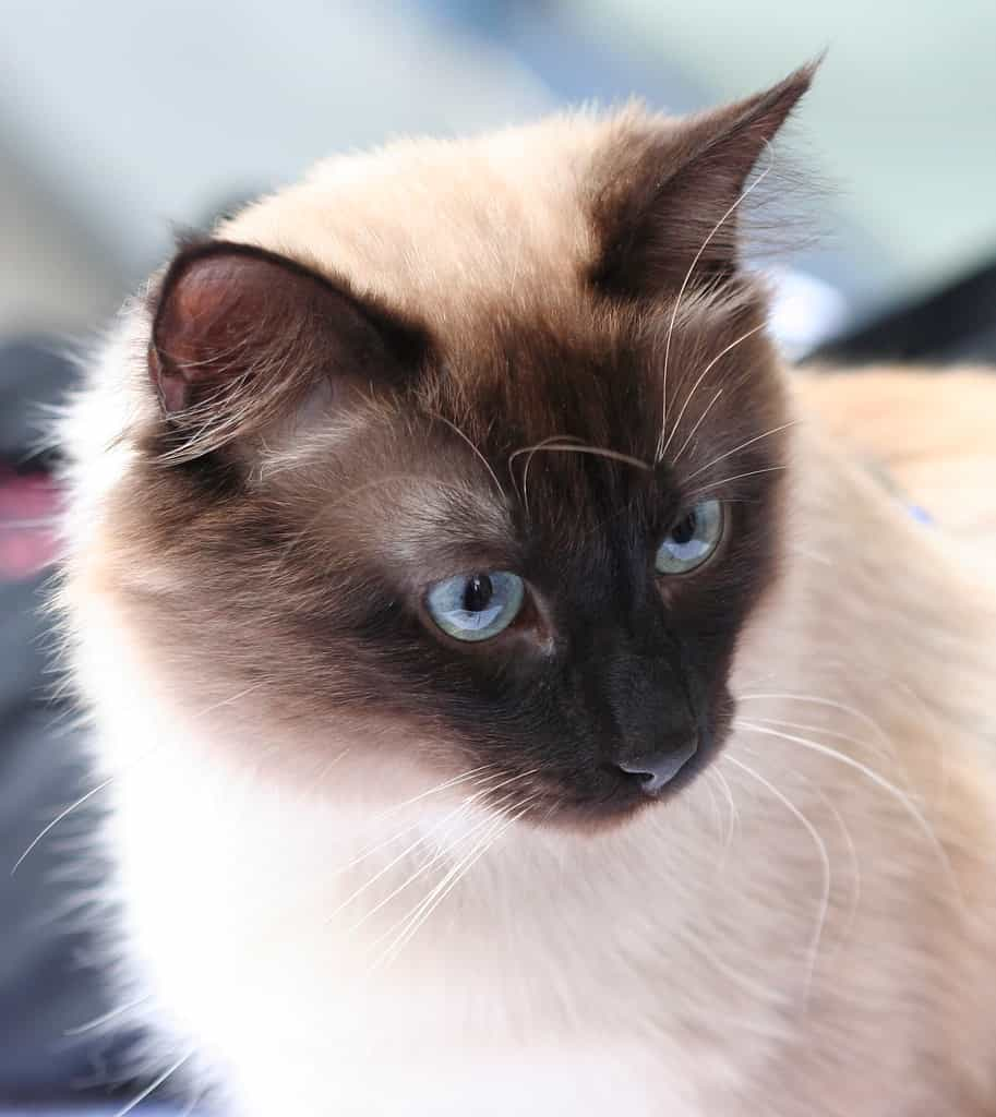 Breed overview of the Birman cats | catplanning.com