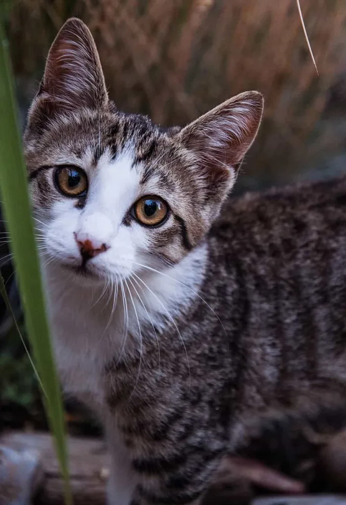 Breed specialty of Manx cat | catplanning.com