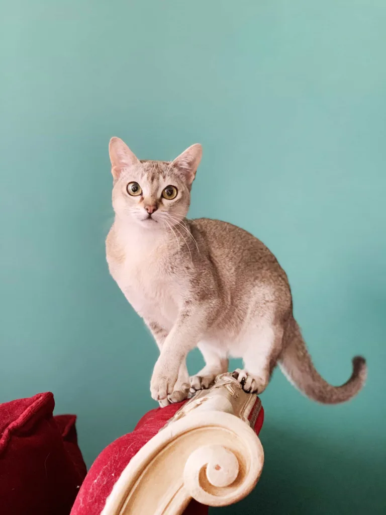 Breed specialty of Singapura cat | catplanning.com