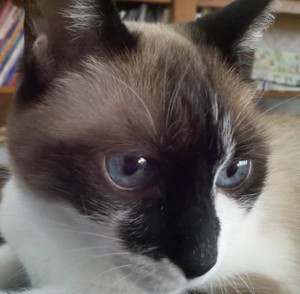 Breed specialty of Snowshoe cat | catplanning.com