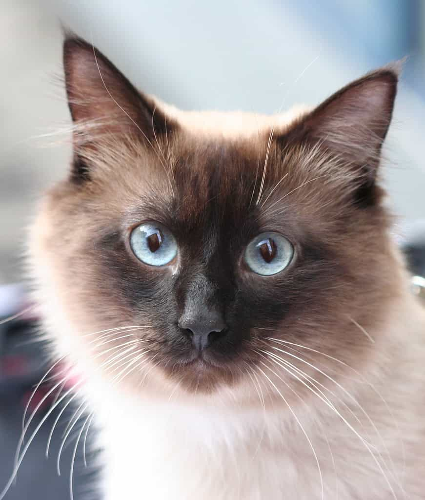 Breed specialty of the Birman cat | catplanning.com