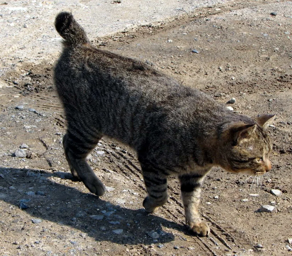 Breed specialty of the Japanese Bobtail cats | catplanning.com