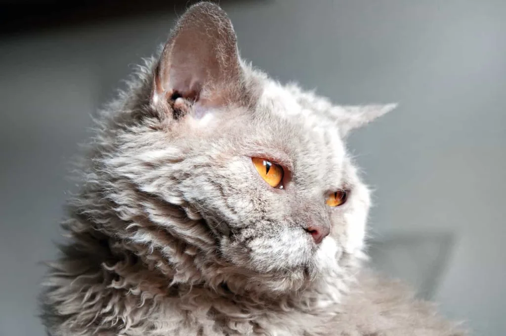 Breed specialty of the Selkirk Rex cat | catplanning.com