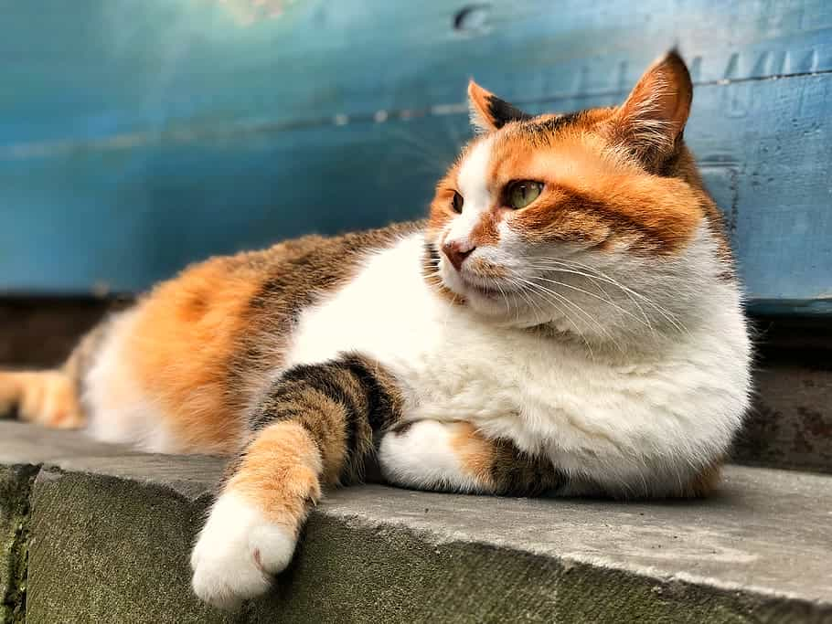 Caring, Grooming, and exercise of Manx cat | catplanning.com