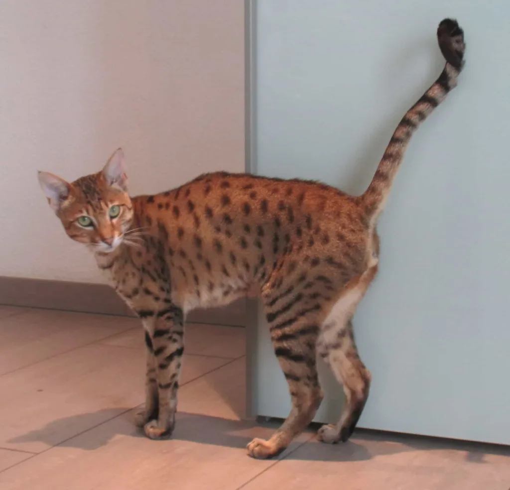 Caring, grooming, and exercise that Savannah cats need | catplanning.com