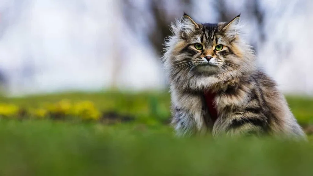 Caring, grooming, exercise, and training for Siberian cats | catplanning.com