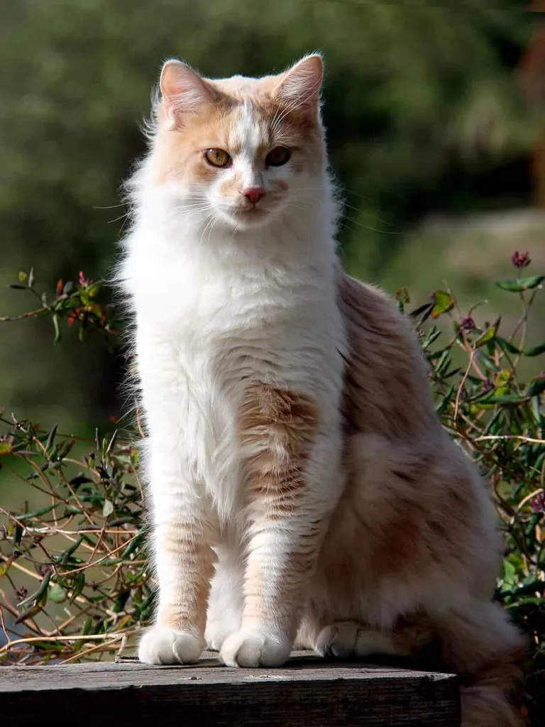 Caring, grooming, exercise, and training for the Domestic Longhair cats | catplanning.com