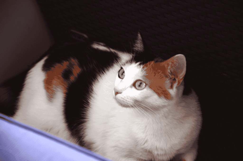 Caring, grooming, exercise, and training for the Japanese Bobtail cats | catplanning.com