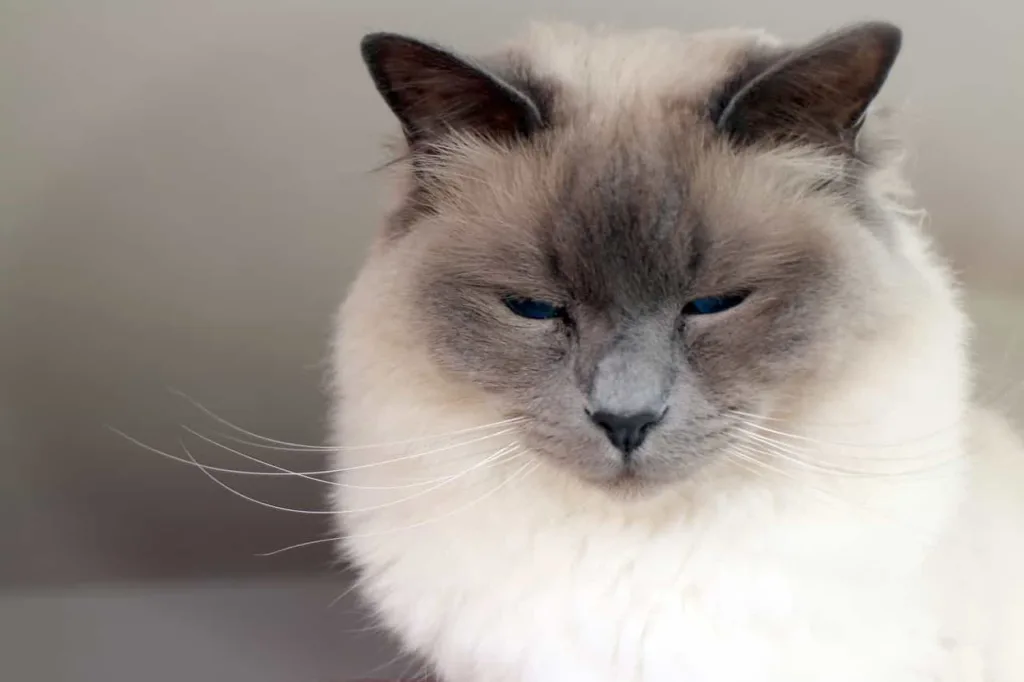 Caring, grooming, exercise, and training of Birman cat | catplanning.com