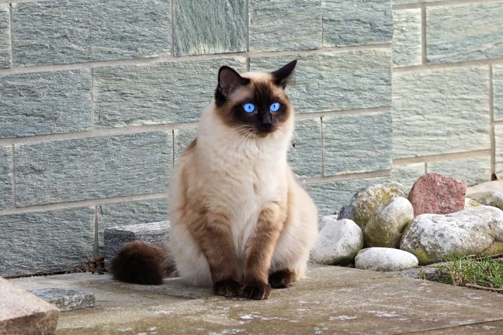 Caring, grooming, exercise, and training tips for the Tonkinese cats | catplanning.com