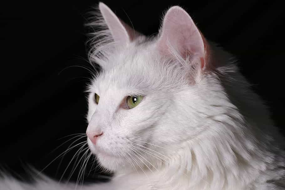 Caring, grooming, exercise, and training of Turkish Angora cat | catplanning.com