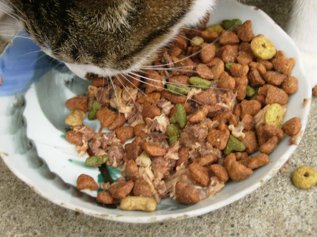 Benefits Of Homemade Cat Food Recipes | Catplanning.com