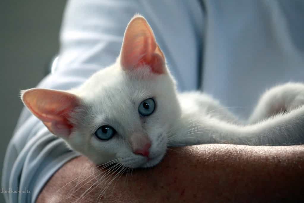 Colorpoint Shorthair cat | catplanning.com