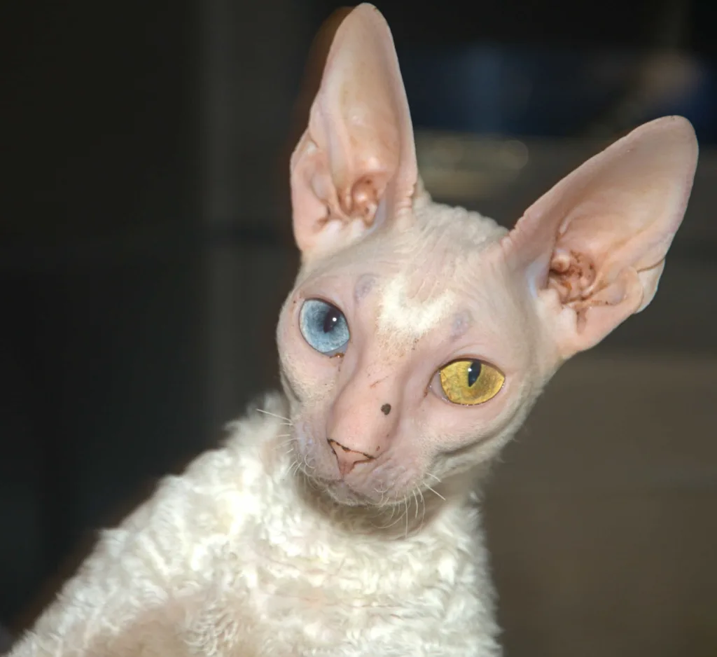 Cornish Rex cat | catplanning.com