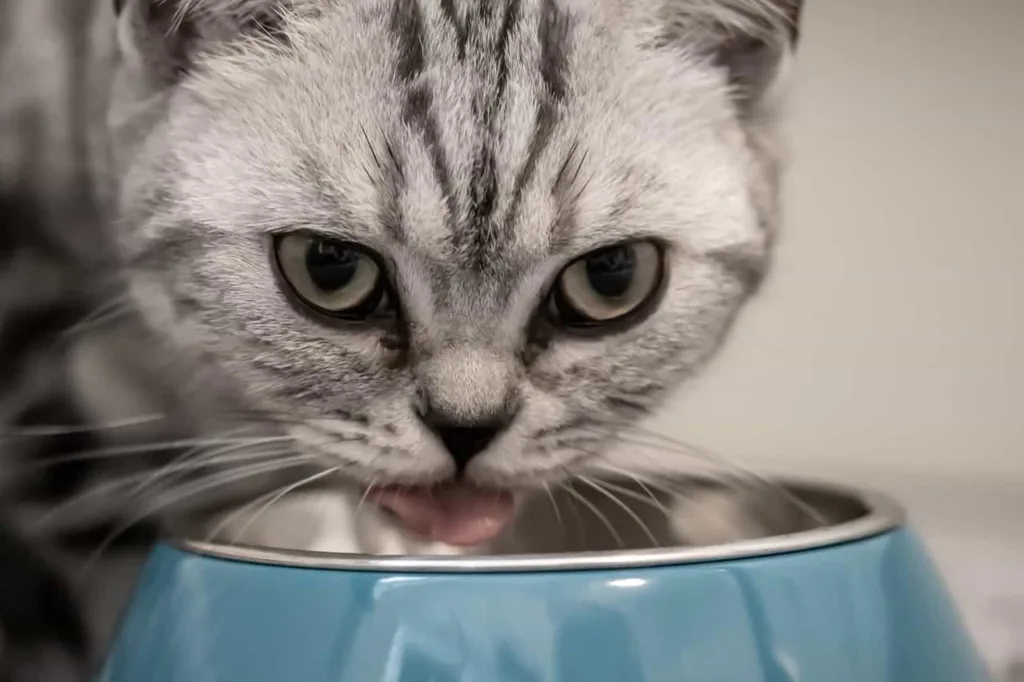 Diabetic Cat food eating from  bowl |Catplanning.com