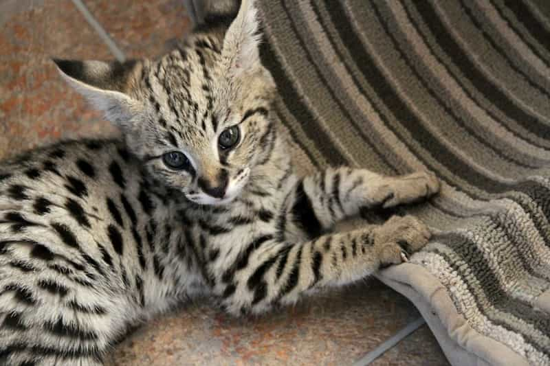 Diet and nutrition to feed Savannah cats | catplanning.com