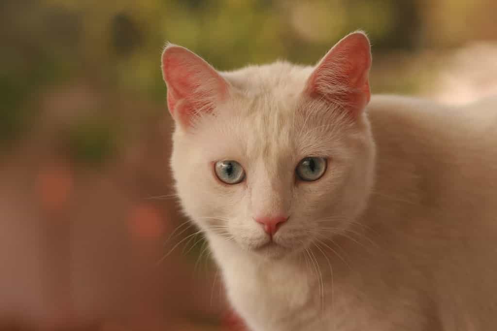 The appearance of Albino cat | catplanning.com