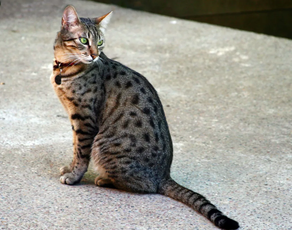 Egyptian Mau cat | catplanning.com