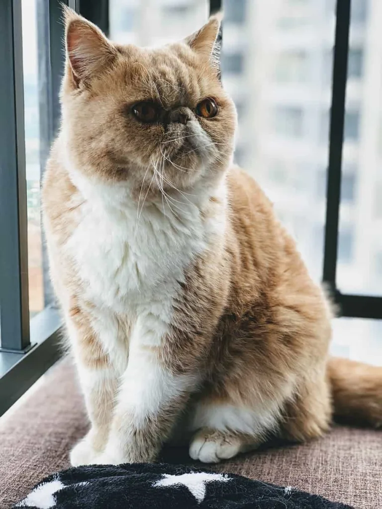 Exotic Shorthair cat | catplanning.com