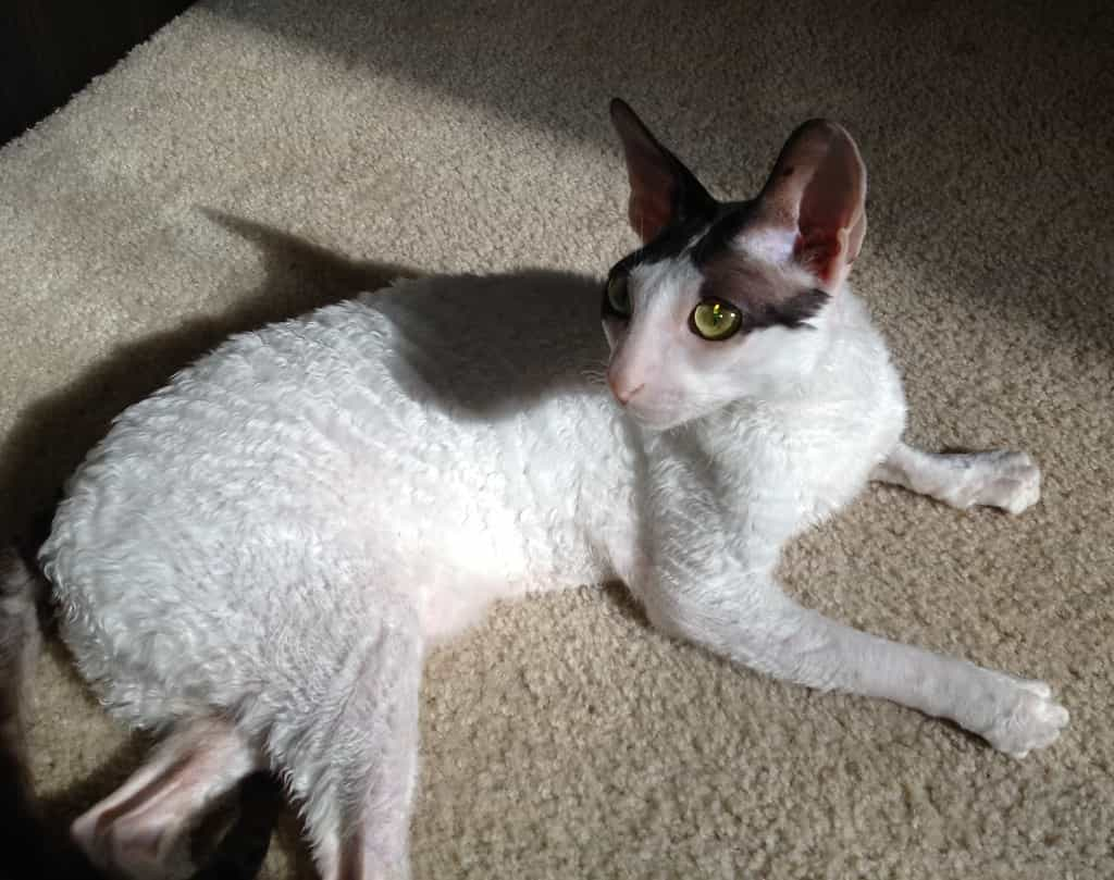 Food and nutrition that Cornish Rex needs | catplanning.com