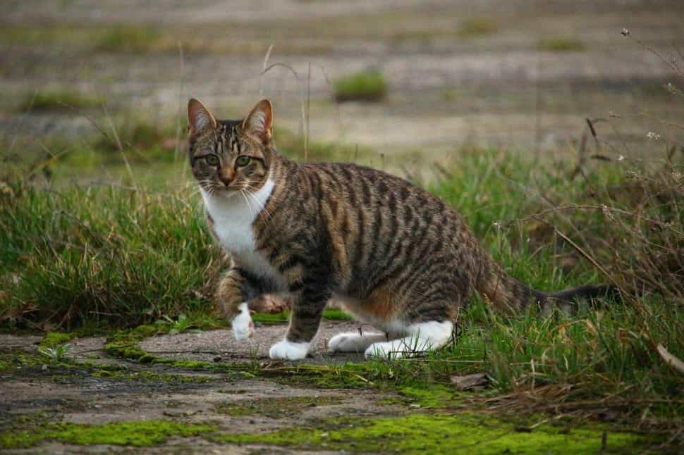 Food and nutrition that you need to feed Snowshoe cats | catplanning.com