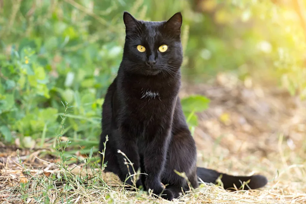 Food and nutrition tips for Bombay cats | catplanning.com