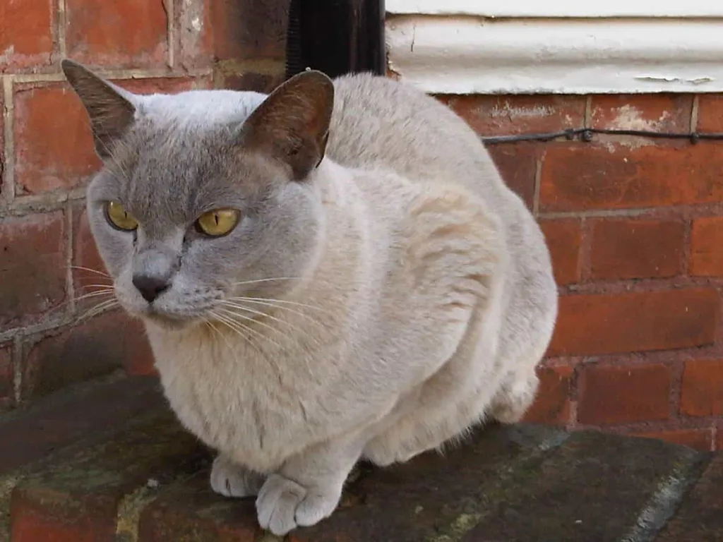 Food and nutrition tips for Burmese cats | catplanning.com