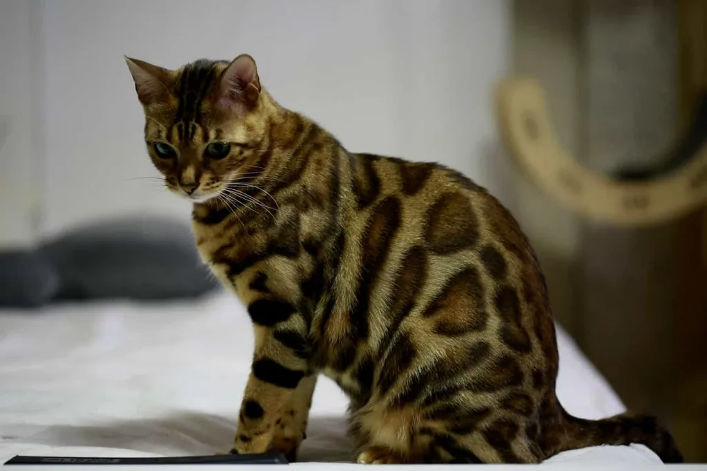 Food and nutrition tips for the Asian Leopard cats | catplanning.com