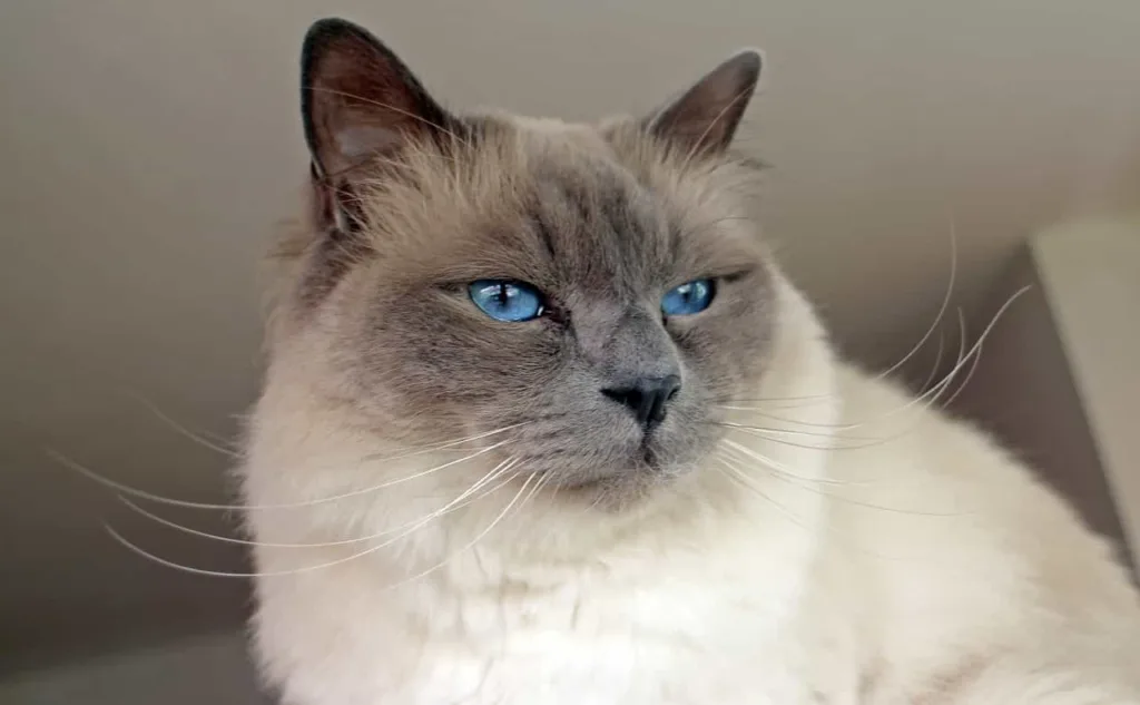 Food and nutrition tips for the Birman cat breed | catplanning.com