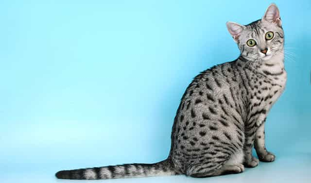 Food and nutrition tips for the Egyptian Mau cats | catplanning.com