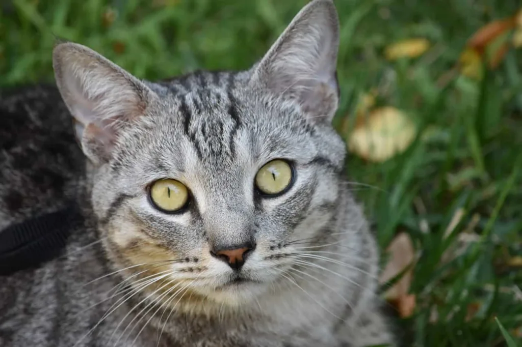 Food and nutrition tips for the Pixie Bob breed | catplanning.com