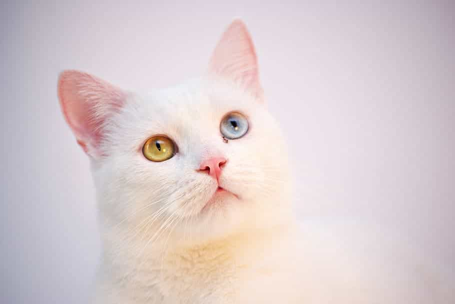 Food and nutrition tips for the Turkish Angora cats | catplanning.com