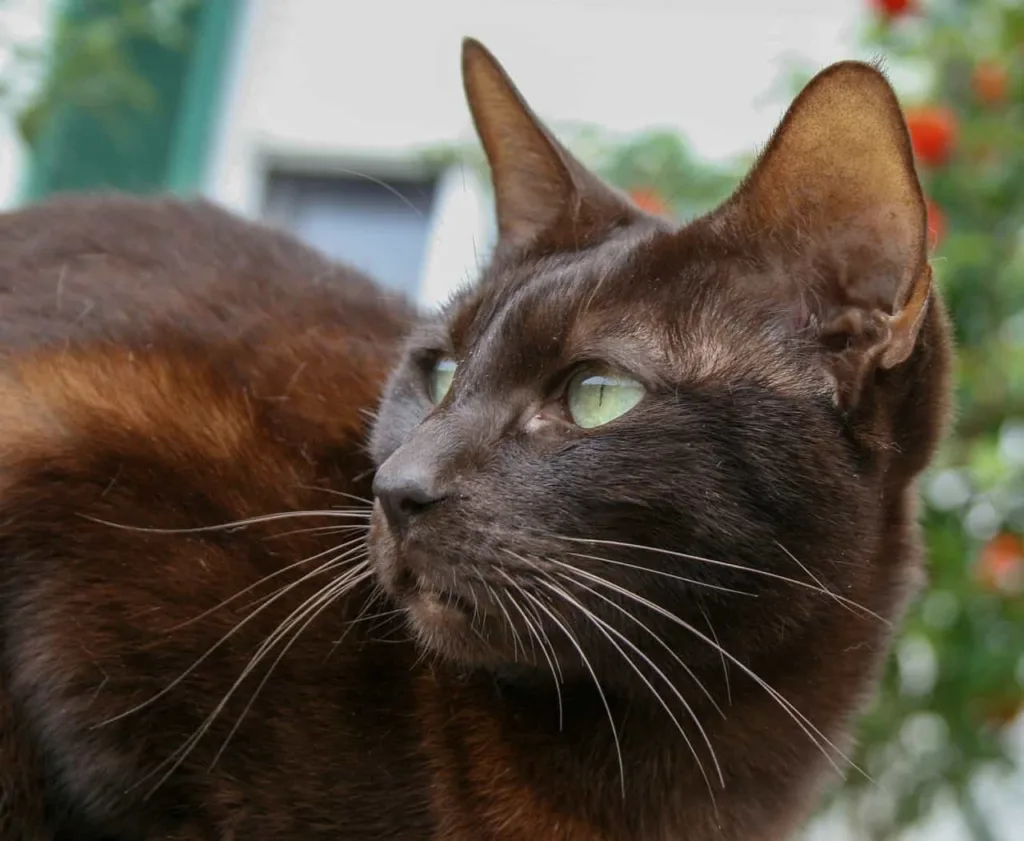 Food and nutrition to feed Havana Brown cats | catplanning.com