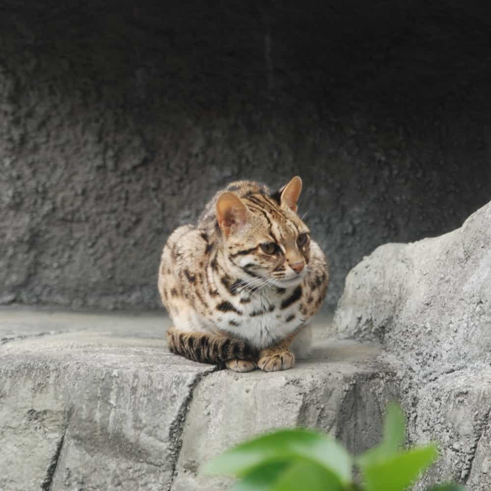 Health and problems of the Asian Leopard cats | catplanning.com