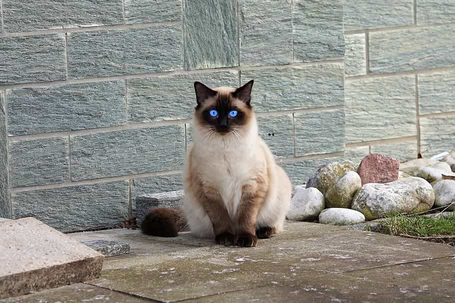 Health and problems of the Birman cat breed | catplanning.com