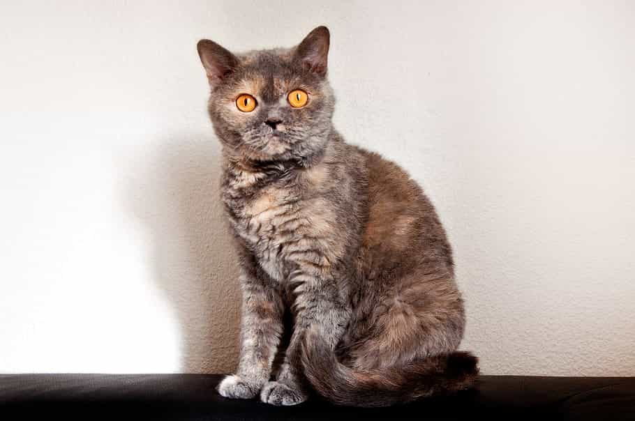 Health and problems of the Selkirk Rex cat breed | catplanning.com