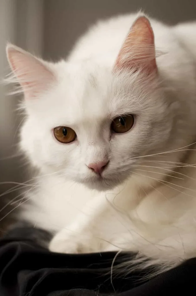 Origin of the Turkish Angora Cat breed | catplanning.com