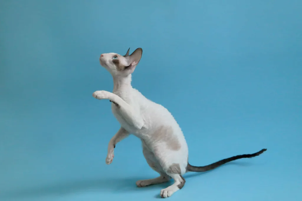 Cornish REX | catplanning.com