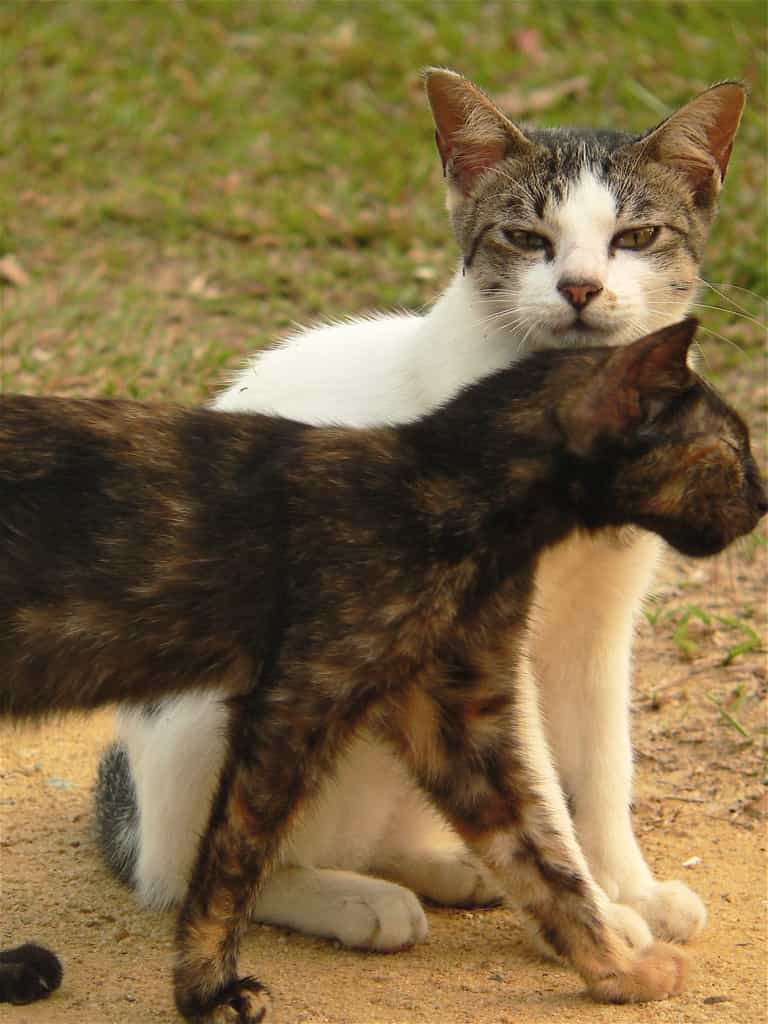 Health and problems of the breed- Singapura cat | catplanning.com