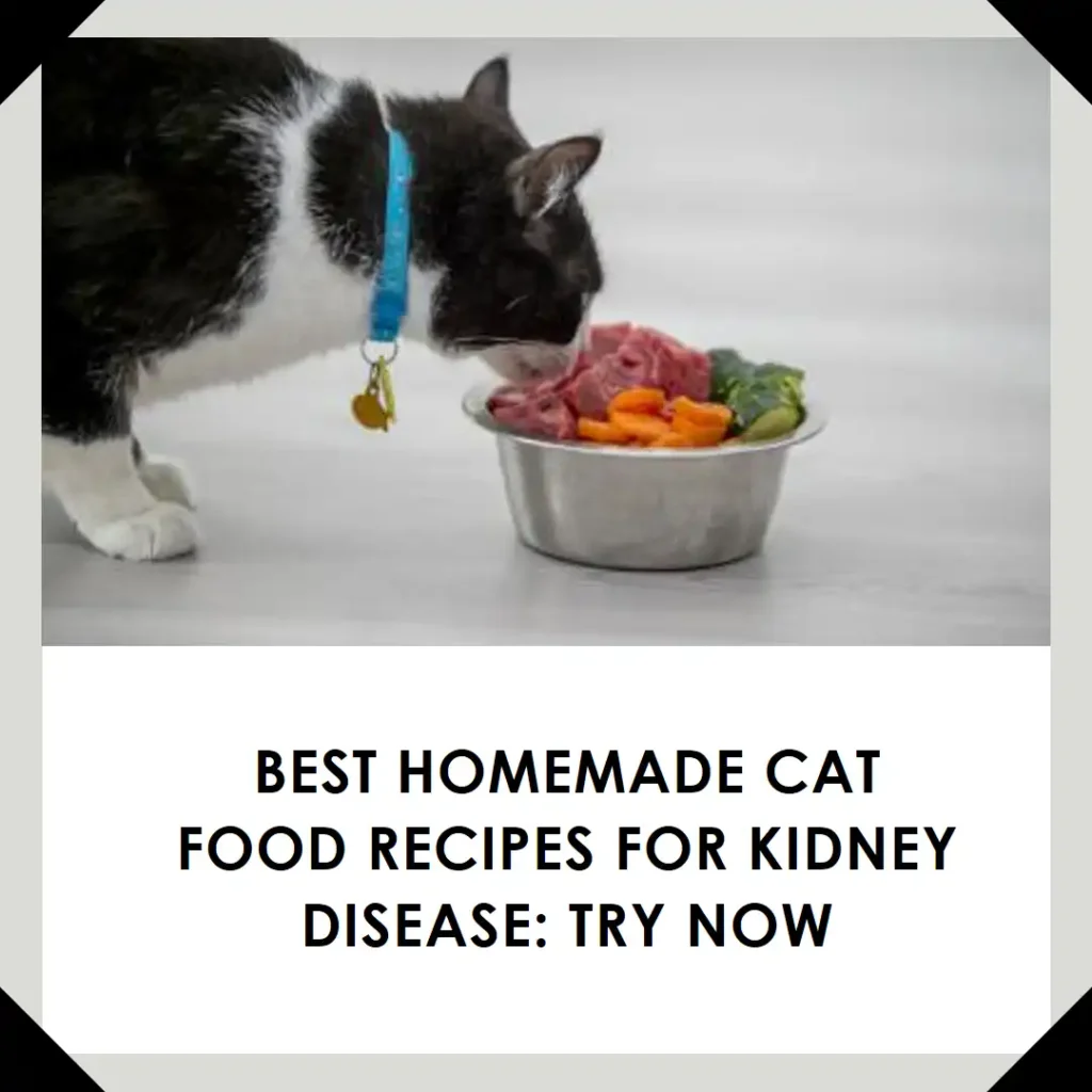 Best Homemade Cat Food Recipes For Kidney Disease: Try Now