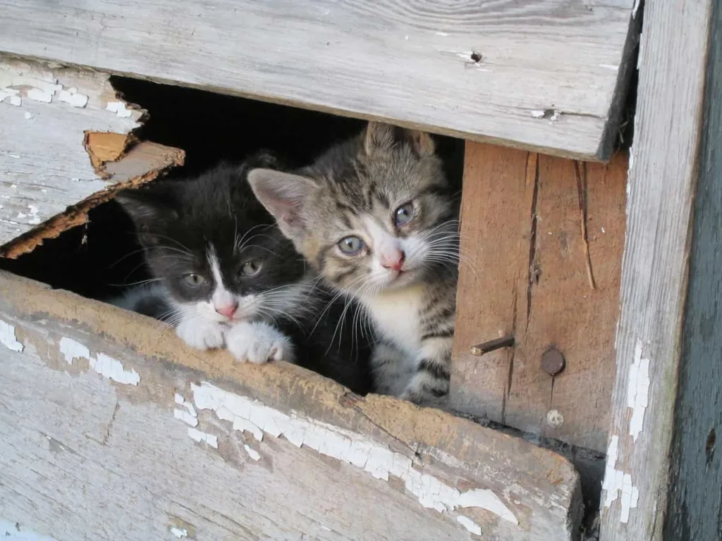 How to find Barn cat providers | catplanning.com