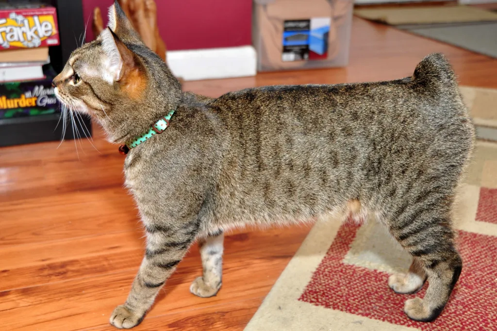 How to identify a Manx cat | catplanning.com